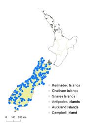 Veronica salicifolia distribution map based on databased records at AK, CHR & WELT.
 Image: K.Boardman © Landcare Research 2022 CC-BY 4.0